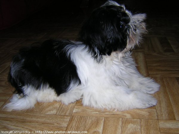 Photo de Shih tzu