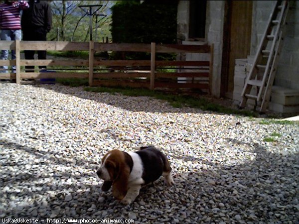 Photo de Basset hound