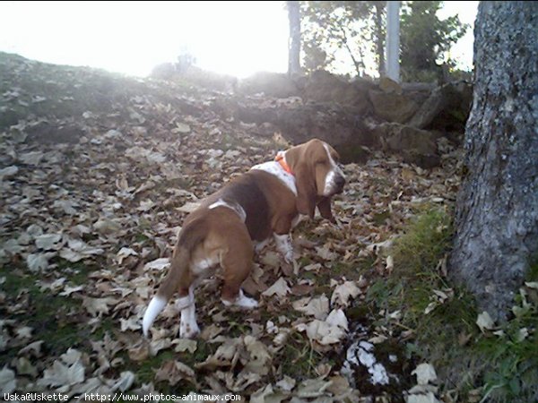 Photo de Basset hound