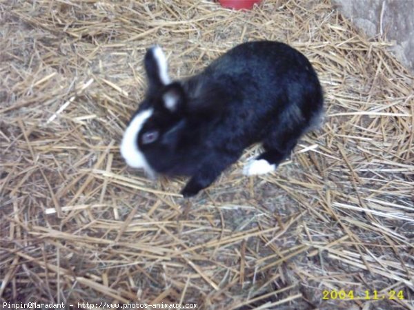 Photo de Lapin