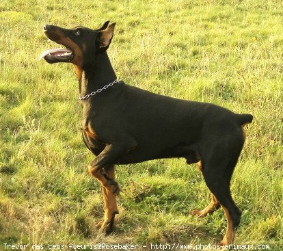 Photo de Dobermann