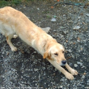 Photo de Golden retriever