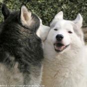 Photo de Husky siberien