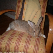 Photo de Lapin