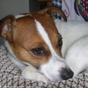 Photo de Jack russell terrier