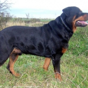 Photo de Rottweiler