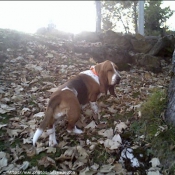 Photo de Basset hound