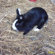 Photo de Lapin