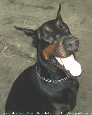 Photo de Dobermann