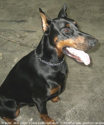 Photo de Dobermann