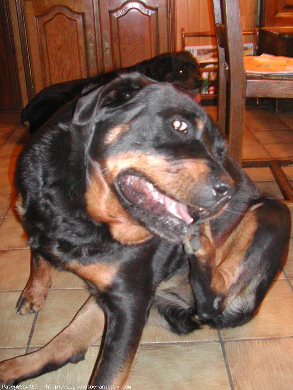 Photo de Rottweiler