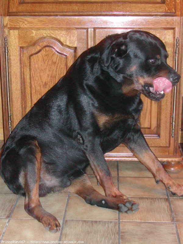 Photo de Rottweiler