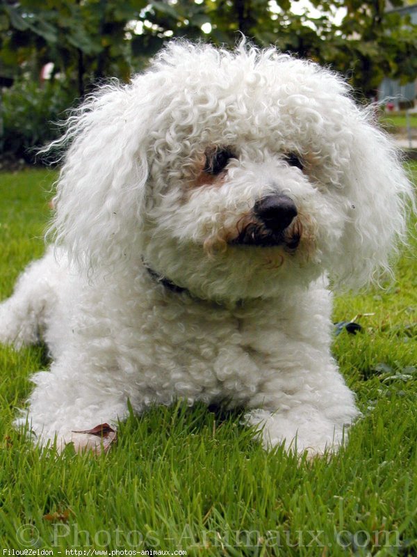 Photo de Bichon  poil fris