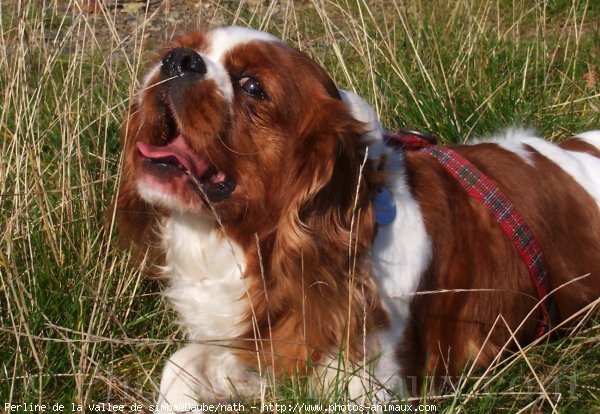 Photo de Cavalier king charles spaniel