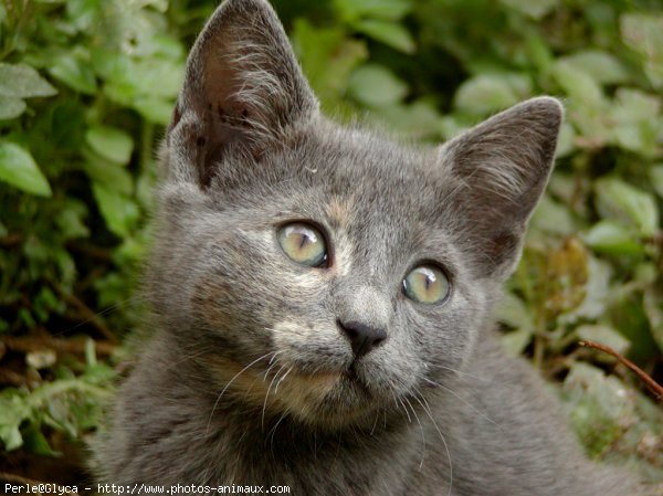 Photo de Chat domestique