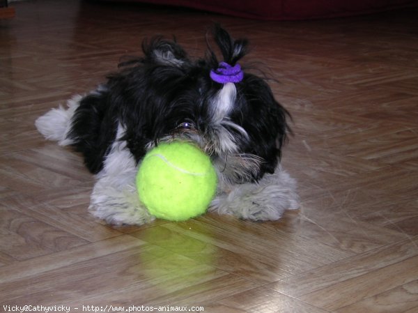 Photo de Shih tzu