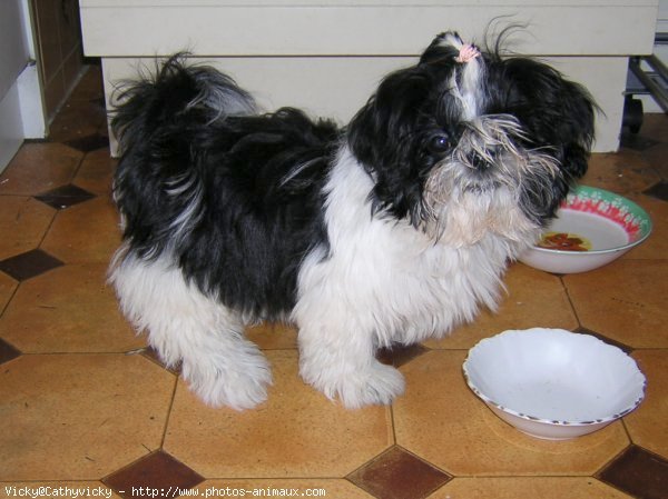 Photo de Shih tzu