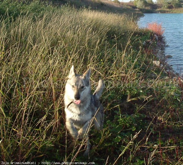 Photo de Chien loup tchcoslovaque