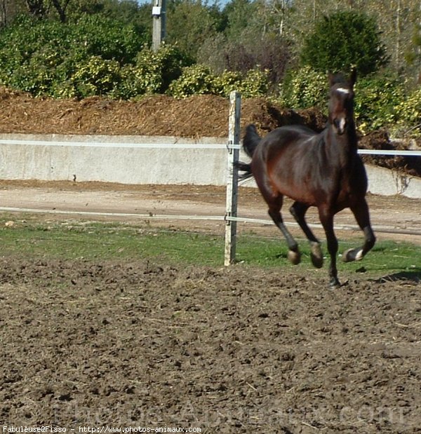 Photo de Trotteur franais