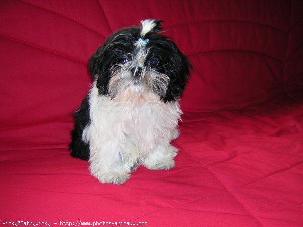 Photo de Shih tzu