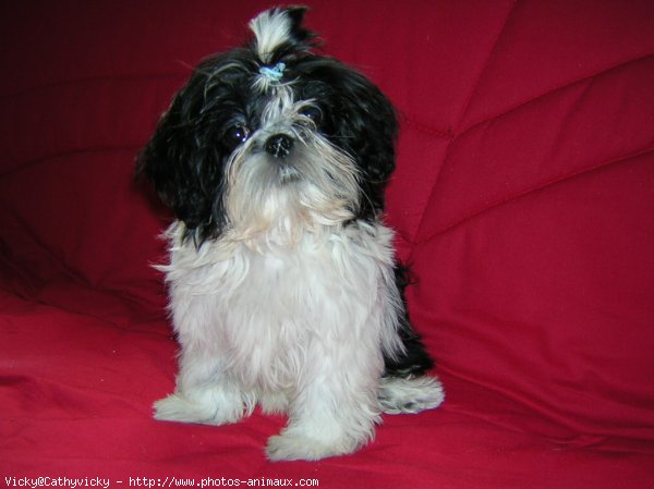 Photo de Shih tzu