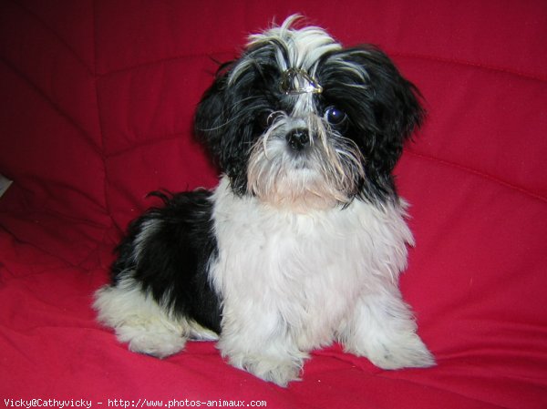 Photo de Shih tzu