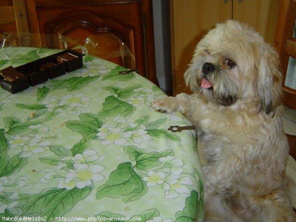 Photo de Lhassa apso