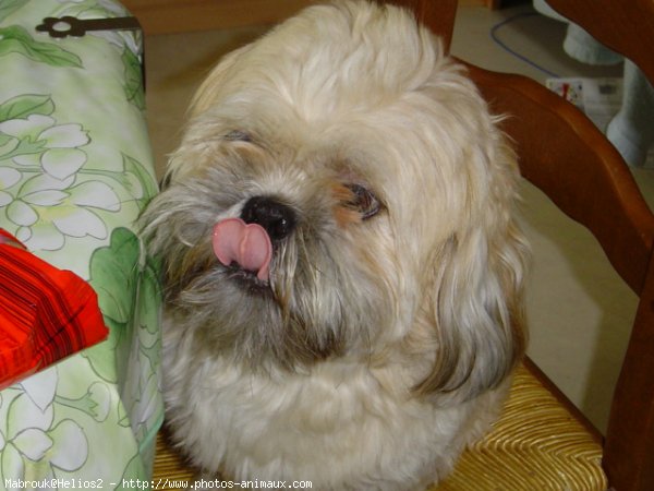 Photo de Lhassa apso