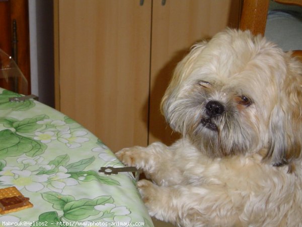 Photo de Lhassa apso