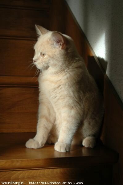 Photo de British shorthair