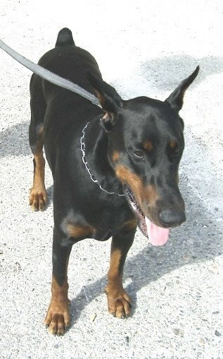 Photo de Dobermann