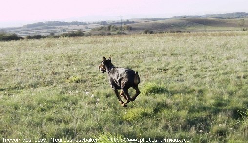 Photo de Dobermann