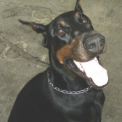 Photo de Dobermann