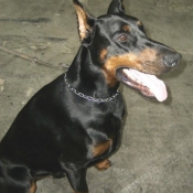 Photo de Dobermann