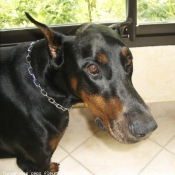 Photo de Dobermann