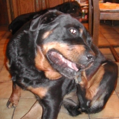 Photo de Rottweiler