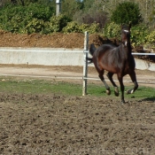 Photo de Trotteur franais