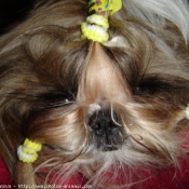 Photo de Shih tzu