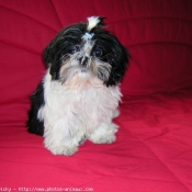 Photo de Shih tzu