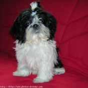 Photo de Shih tzu