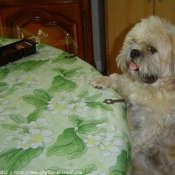 Photo de Lhassa apso