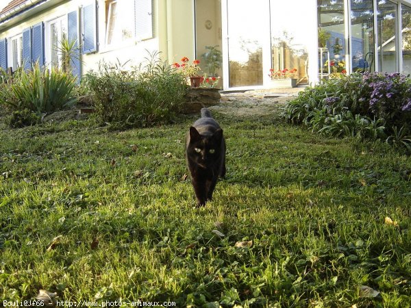 Photo de Chat domestique