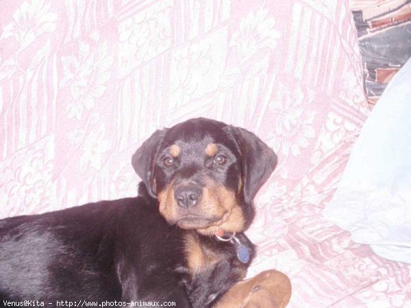 Photo de Rottweiler