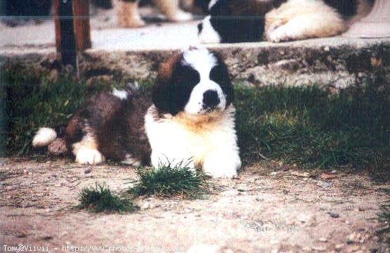 Photo de Saint-bernard poil long