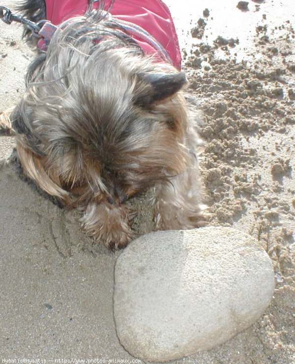 Photo de Yorkshire terrier