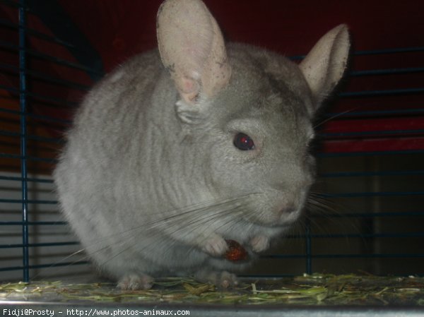 Photo de Chinchilla