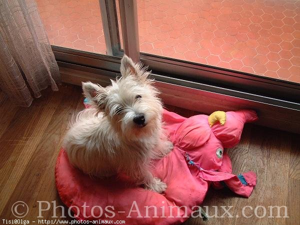 Photo de West highland white terrier