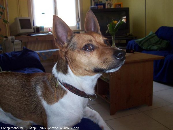 Photo de Jack russell terrier