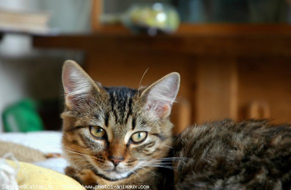 Photo d'European shorthair