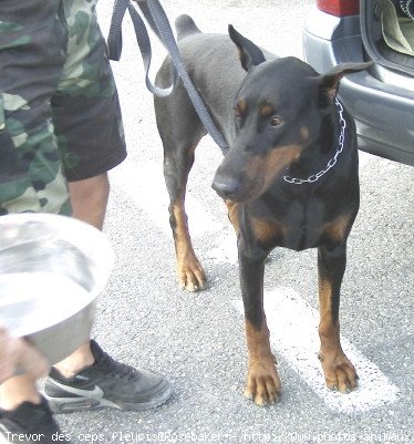 Photo de Dobermann